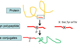 The preparation of phosphorylate polyclonal and monoclonal antibodies