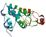 ATP Synthase 6 (ATP6)