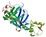 Actin Related Protein 3 (ACTR3)