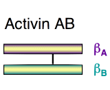 Activin AB (ACVAB)