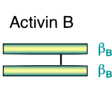 Activin B (ACVB)