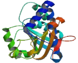 Apolipoprotein A1 Binding Protein (APOA1BP)
