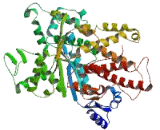 Arginyl tRNA Synthetase (RARS)