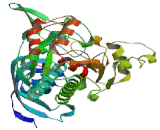 Asparaginyl tRNA Synthetase (NARS)