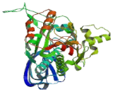 Asparaginyl tRNA Synthetase 2, Mitochondrial (NARS2)