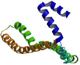B-Cell Receptor Associated Protein 31 (BCAP31)