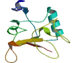 C-Type Lectin Domain Family 13, Member A (CLEC13A)