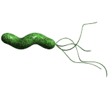 Campylobacter Jejuni (C. jejuni)