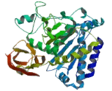 Carboxypeptidase N1 (CPN1)
