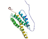 Angiopoietin Like Protein 8 (ANGPTL8)