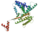 Coiled Coil Domain Containing Protein 170 (CCDC170)