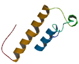 Coiled Coil Domain Containing Protein 126 (CCD<b>C126</b>)