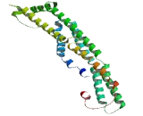 Coiled Coil Domain Containing Protein 152 (CCD<b>C152</b>)