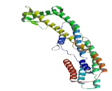 Coiled Coil Domain Containing Protein 155 (CCDC155)