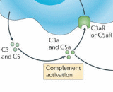 Complement Component 3a (C3a)
