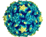 Coxsackievirus A16 (Cox A16)