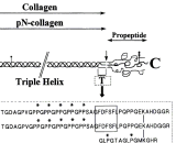 Cross Linked C-Telopeptide Of Type III Collagen (CTXIII)
