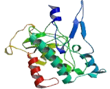 Cyclin Dependent Kinase 8 (CDK8)