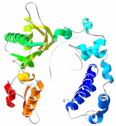 DNA Polymerase (Pol I)