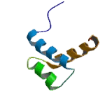 Distal Less Homeobox Protein 5 (DLX5)