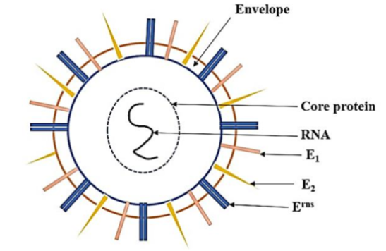 E0 Glycoprotein, CSFV (E0 Protein)
