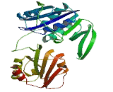 Electron Transfer Flavoprotein Alpha Polypeptide (ETFa)