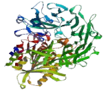 Fibroblast Activation Protein Alpha (FAPa)