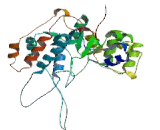 Flap Structure Specific Endonuclease 1 (FEN1)