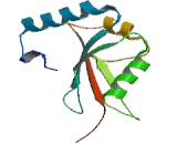 GABA-A Receptor Associated Protein Like Protein 2 (GABARAPL2)