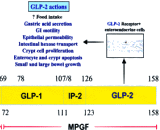 Glucagon Like Peptide 2 (GLP2)