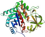 Chitinase-3-like Protein 1 (CHI3L1)