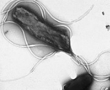 Helicobacter Pylori (HP)