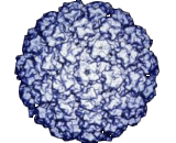 Human Papillomavirus 16 (HPV16)