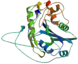 Hyaluronan Synthase 2 (HAS2)