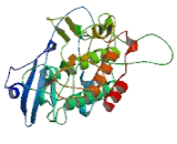 Interleukin 1 Receptor Associated Kinase 1 (IRAK1)