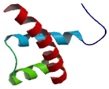 Intestine Specific Homeobox Protein (ISX)