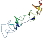 LIM Homeobox Protein 6 (LHX6)
