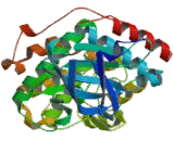 Mitogen Activated Protein Kinase 13 (MAPK13)