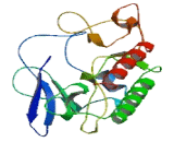 Mixed Lineage Kinase Domain Like Protein (MLKL)