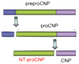N-Terminal Pro-C-Type Natriuretic Peptide (NT-ProCNP)
