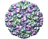 Norovirus (NV)