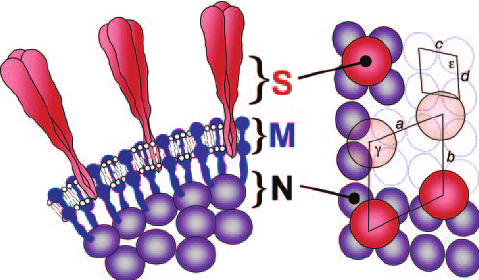 Nucleoprotein (NP)