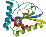 Peptidoglycan Recognition Protein 1 (PGLYRP1)