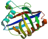 Peptidylprolyl Isomerase A Like Protein 4D (PPIAL4D)