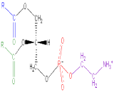 Phosphatidylethanolamine (PE)
