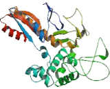 Polymerase DNA Directed Gamma 1 (POLg1)