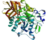 Proprotein Convertase Subtilisin/Kexin Type 2 (PCSK2)