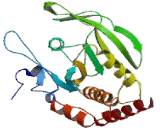 Protein Tyrosine Phosphatase Receptor Type A (PTPRA)