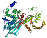 Protein Tyrosine Phosphatase Receptor Type F (PTPRF)