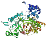 Ribonucleotide Reductase M1 (RRM1)